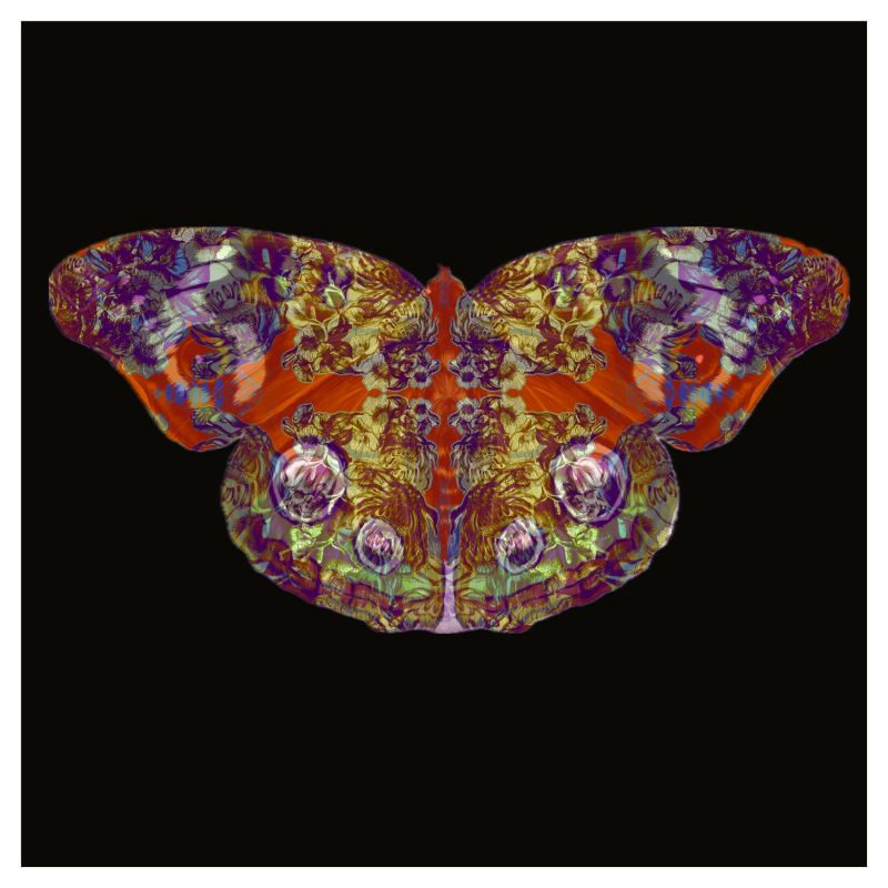 42cm x 42cm. Sized Art Prints  Papillon Rouge 2