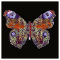 42cm x 42cm Sized Art Prints  Papillon Rouge 1