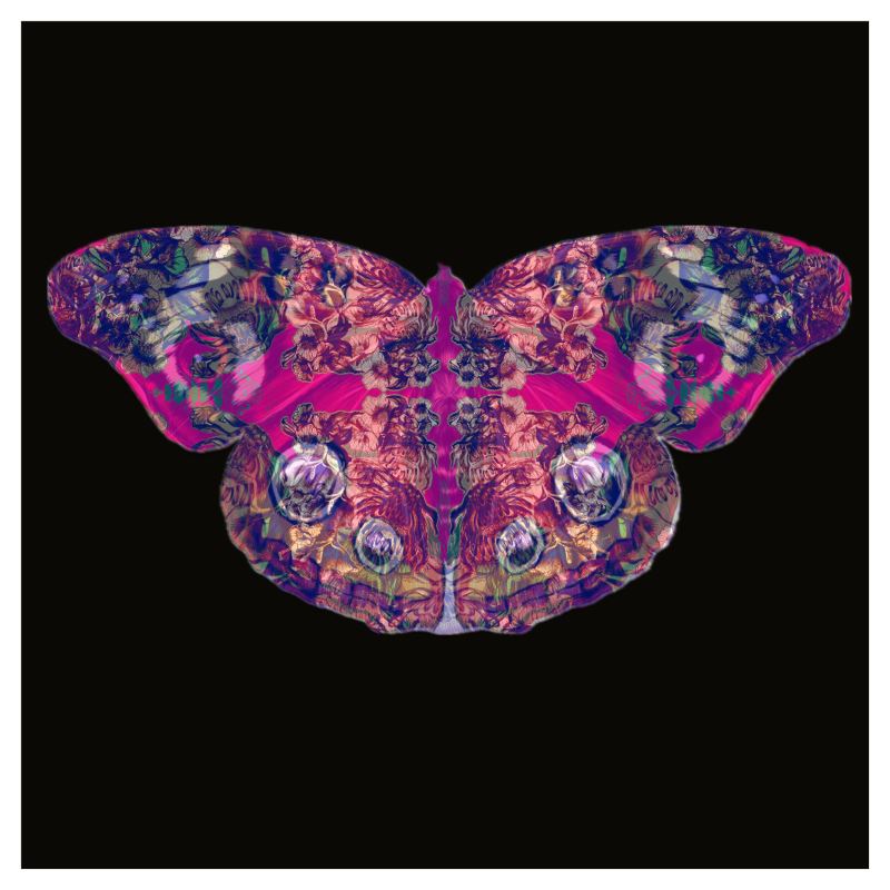 42cm x 42cm Sized Art Prints   Papillon Rose 2